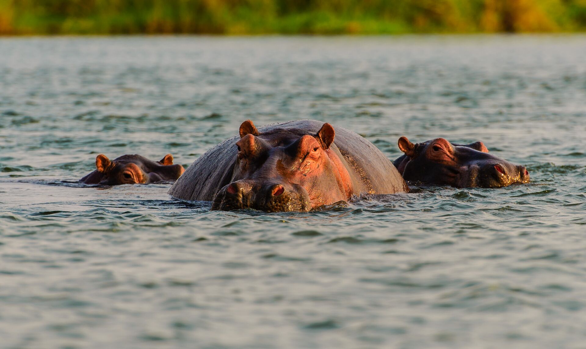 Hippos