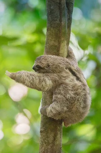 Sloth in a tree