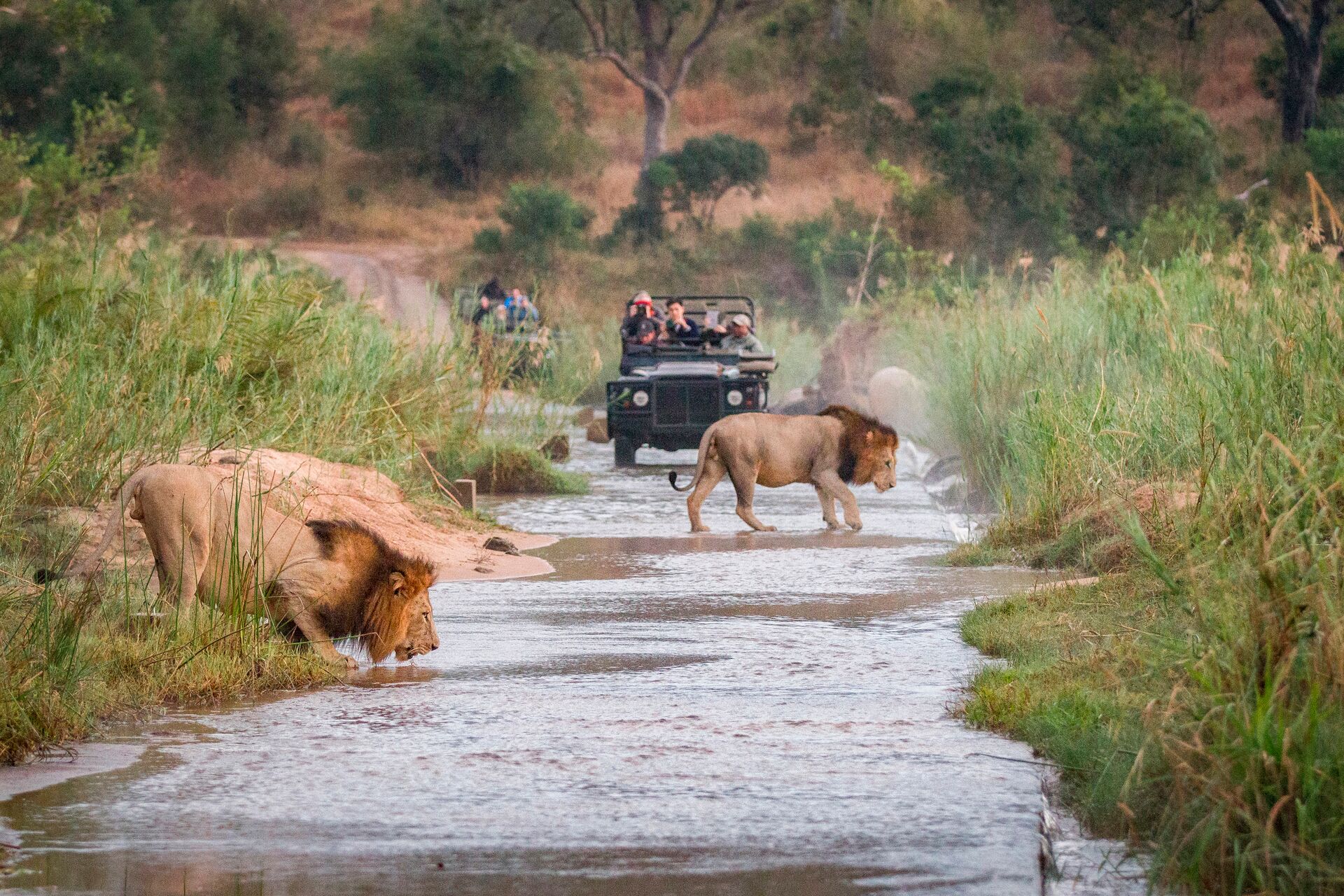 Two Lions Passing in front of a vehicle