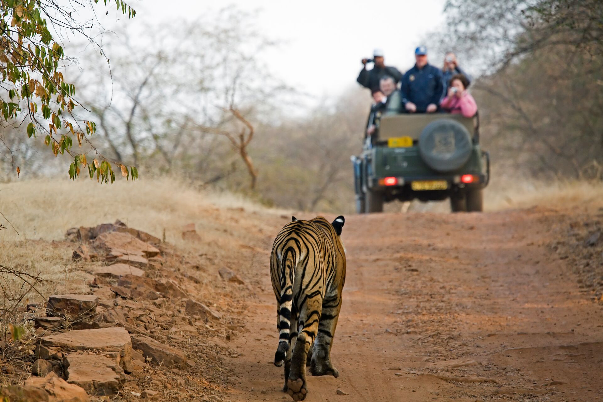 India Rathambore National Park Tiger Moving Torwards Tourist Laden Vehicle