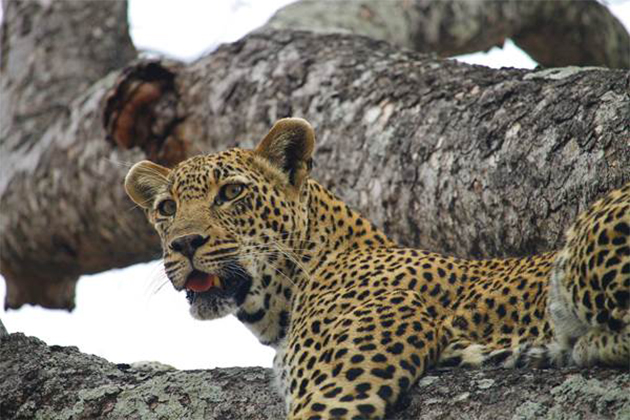 A leopard sitting on top of a tree branch
