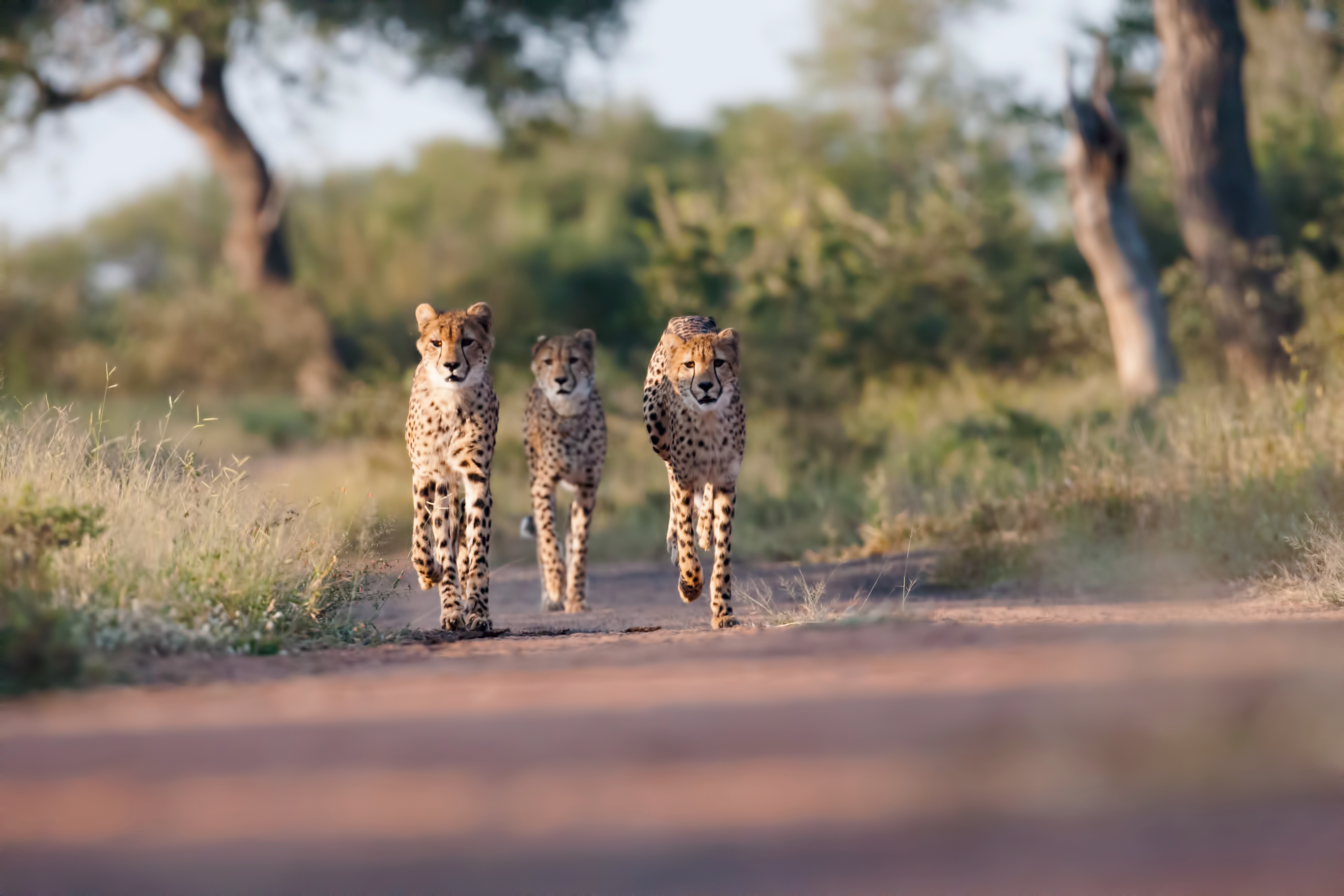 South Africa Greater Kruger Three Cheetah
