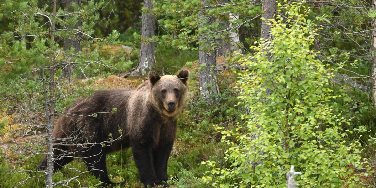 Brown bear in a wooded forest