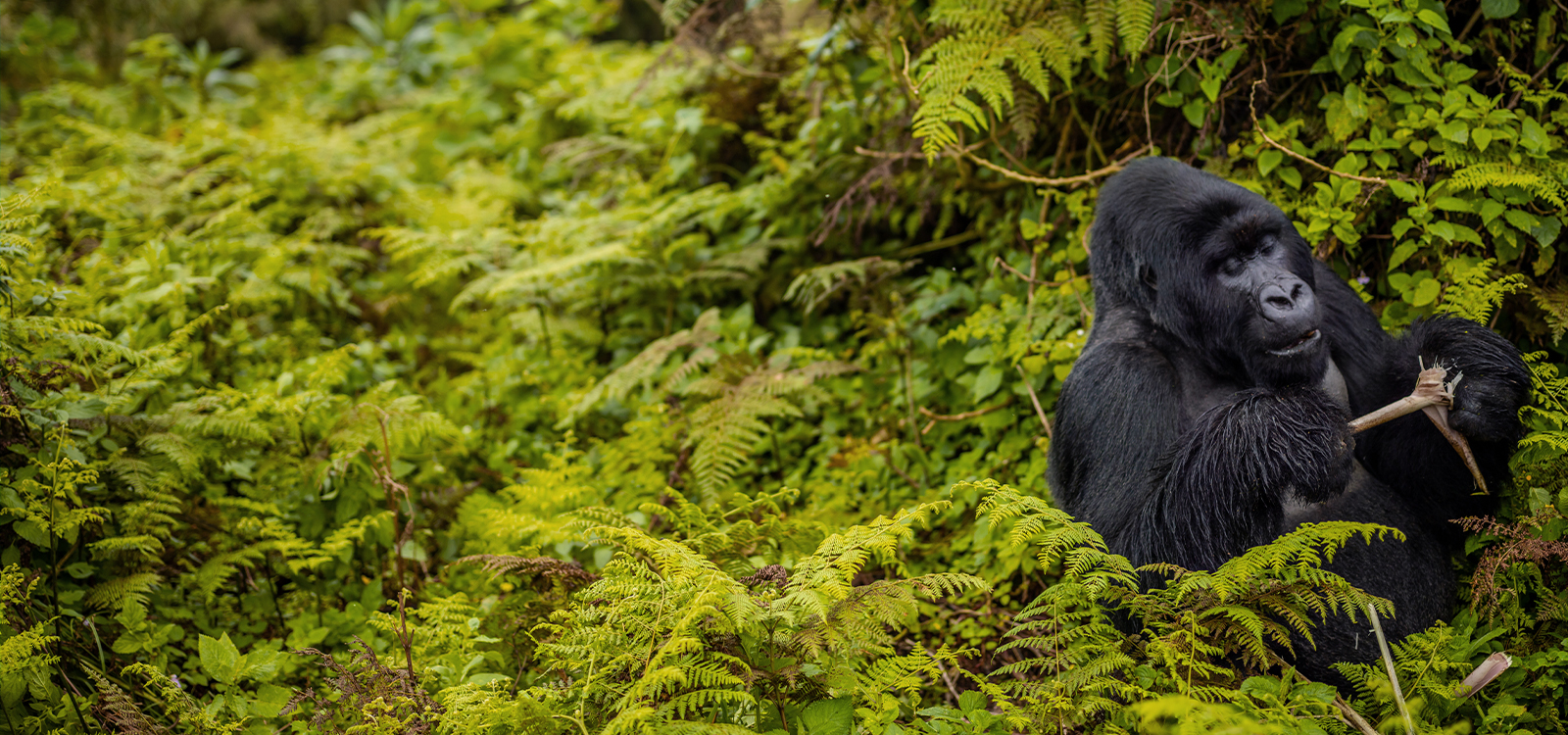 Rwanda Volcanoes National Park Gorilla