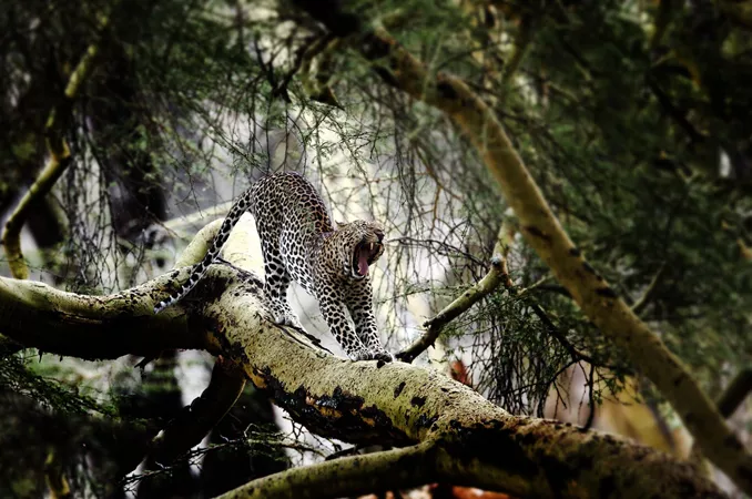 Leopard yawning and stretching in a tree