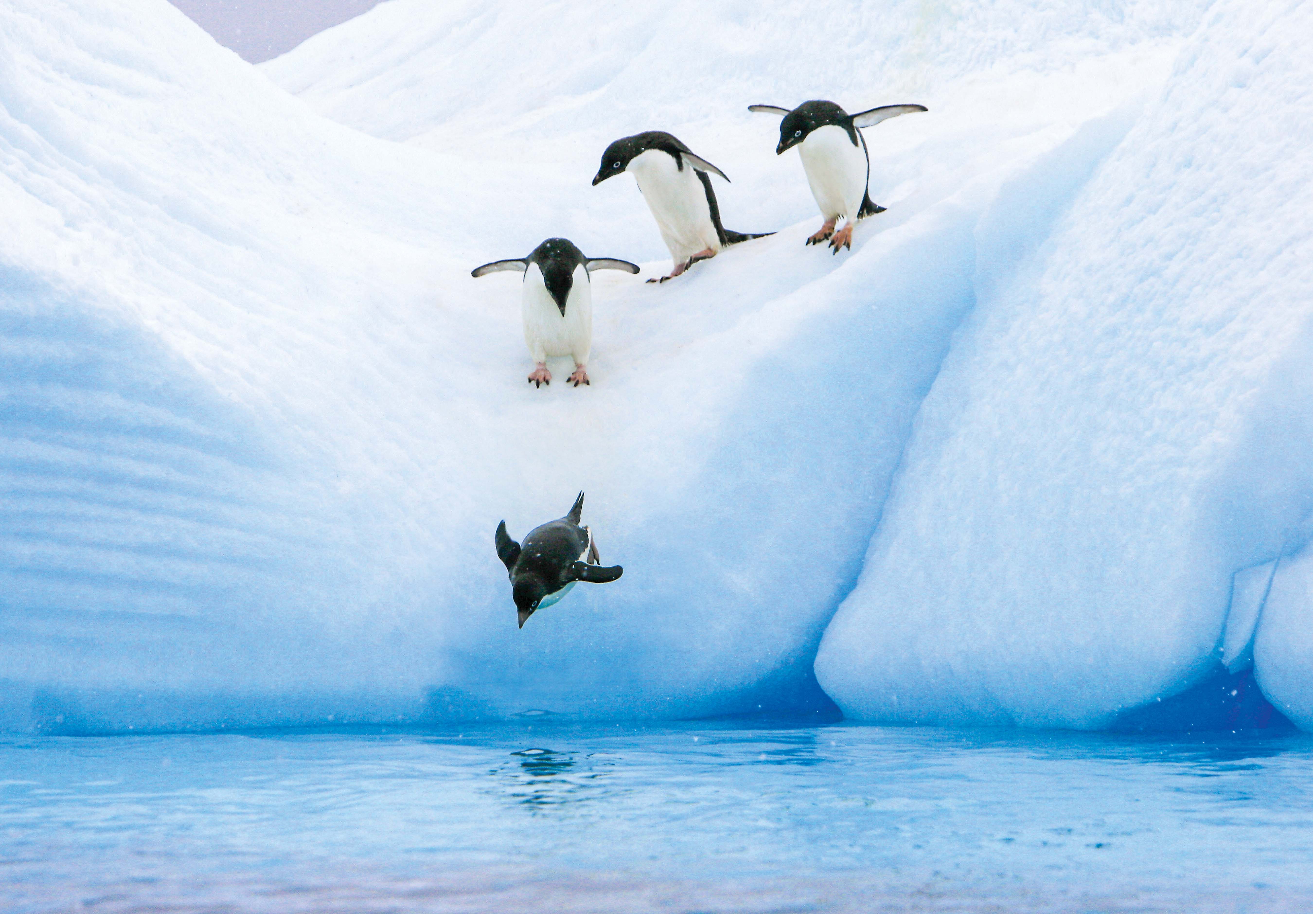 A group of penguins jumping into the water