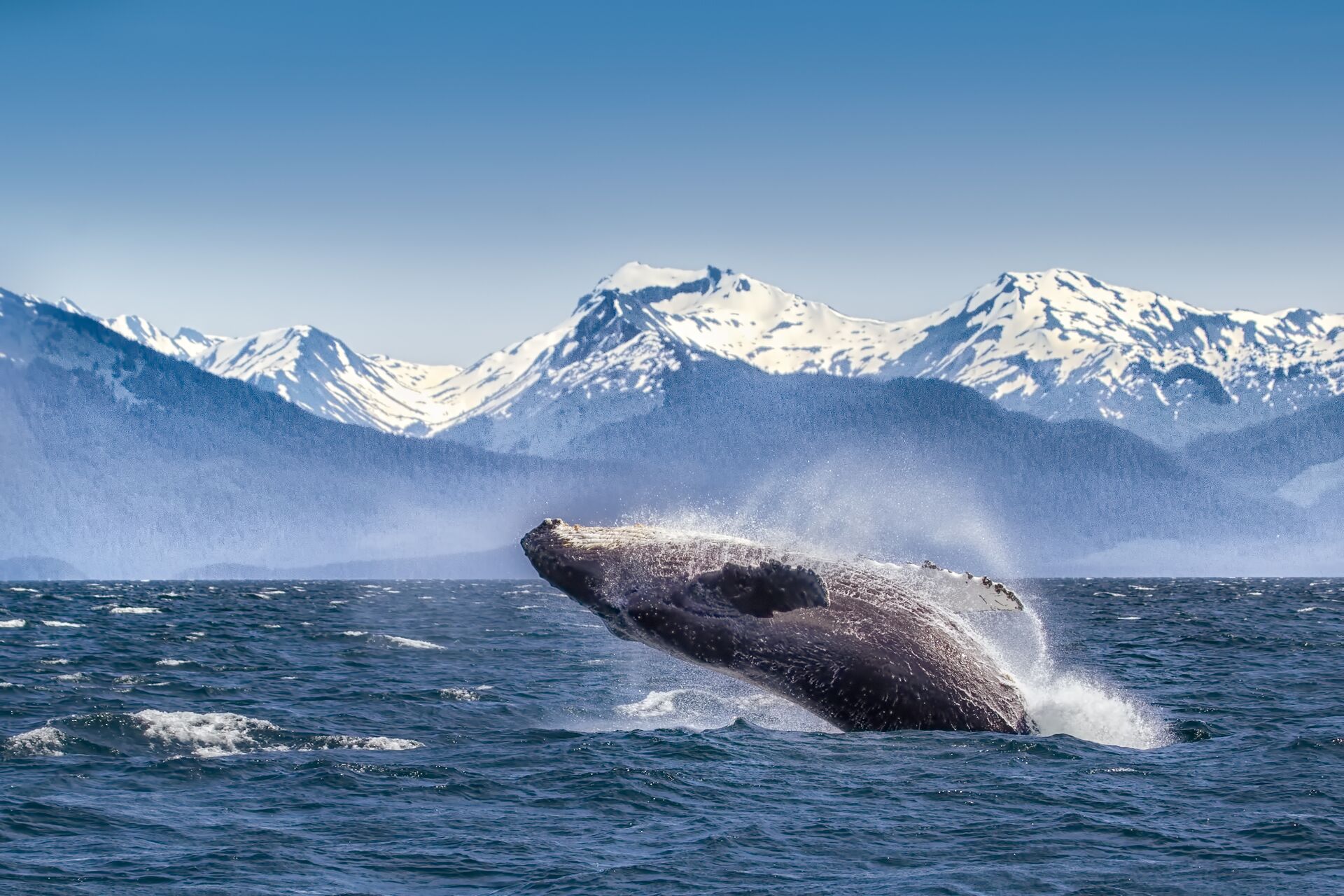 Whale breaching in Alaska