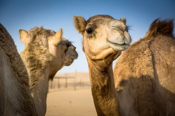 Camels