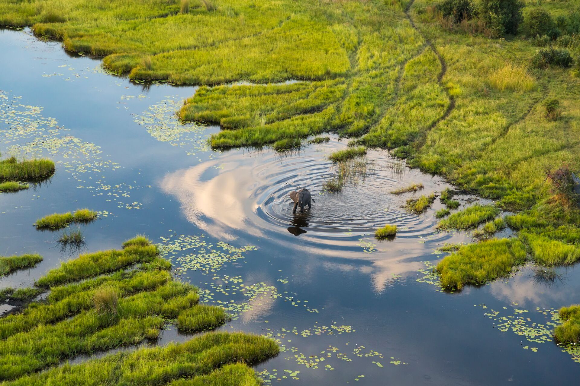Elephant From Above