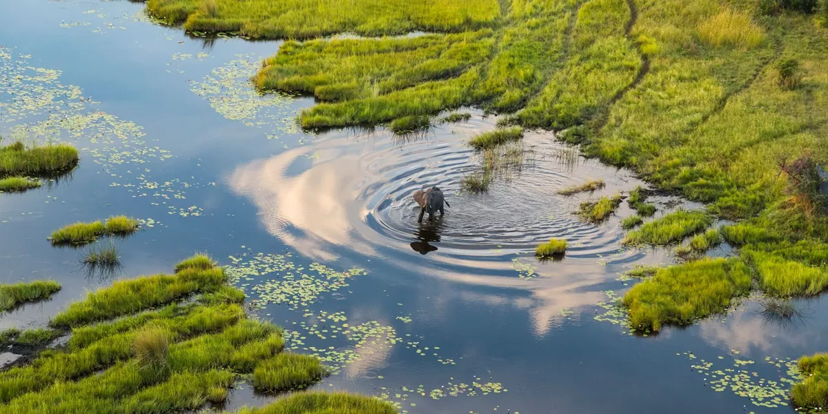 Elephant From Above