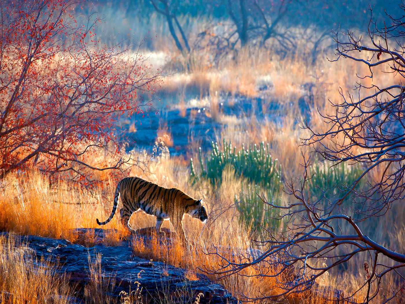 Tiger in a colourful plain