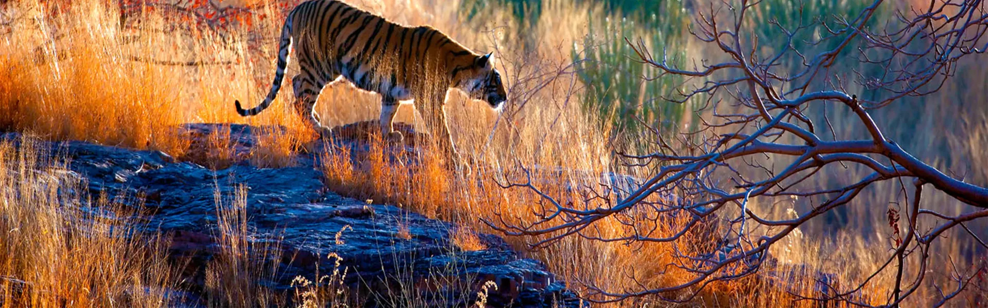 Tiger in a colourful plain