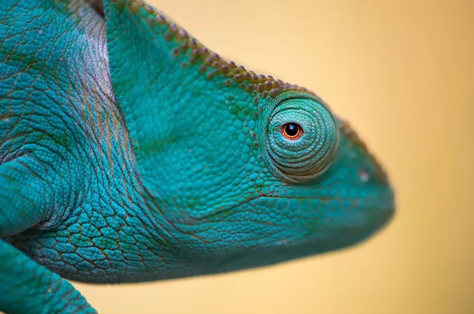 side profile of a chameleon