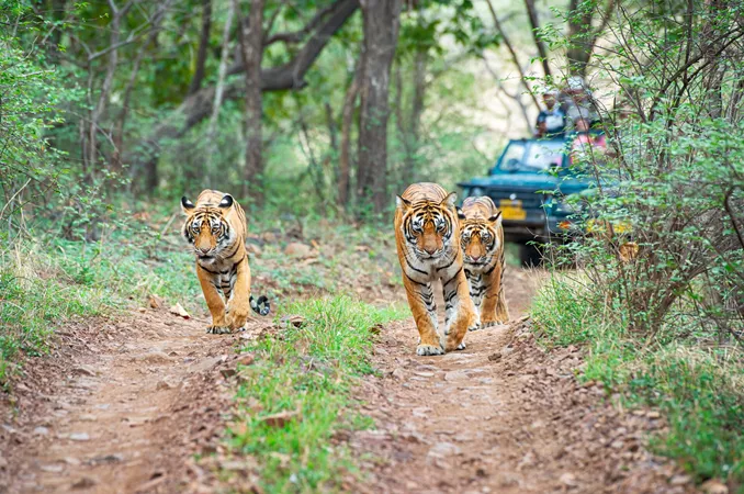 three Bengal Tigers walking alot a road with a safari vehicle following