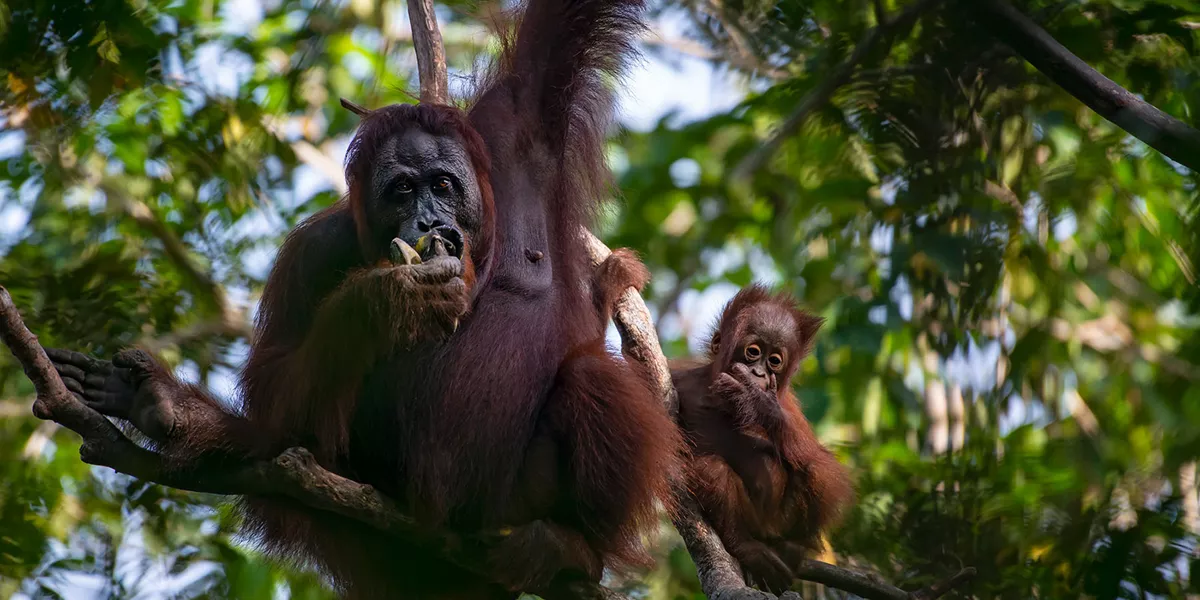 Orangutans in a tree