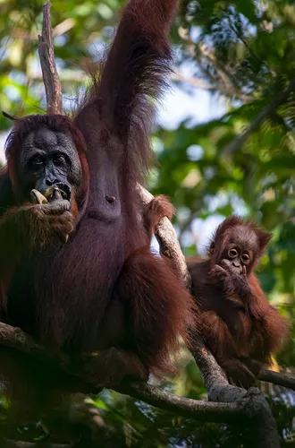 Orangutans in a tree