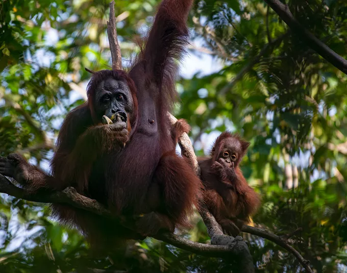 Orangutans in a tree