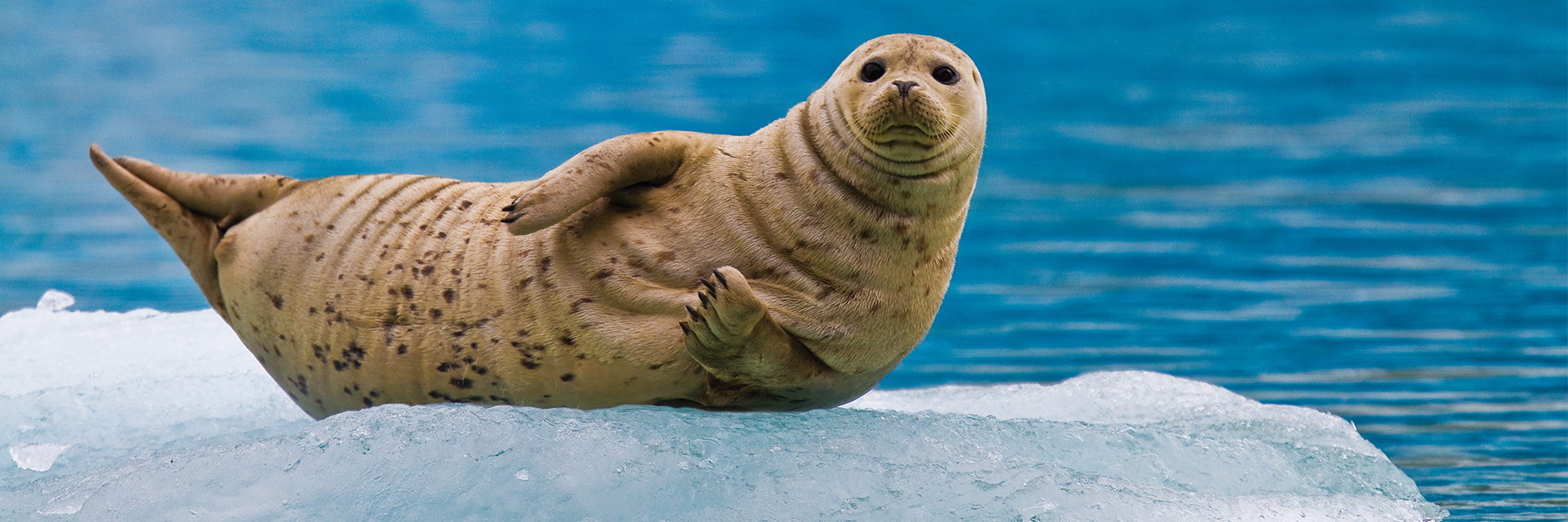 A seal sitting on top of an ice floet