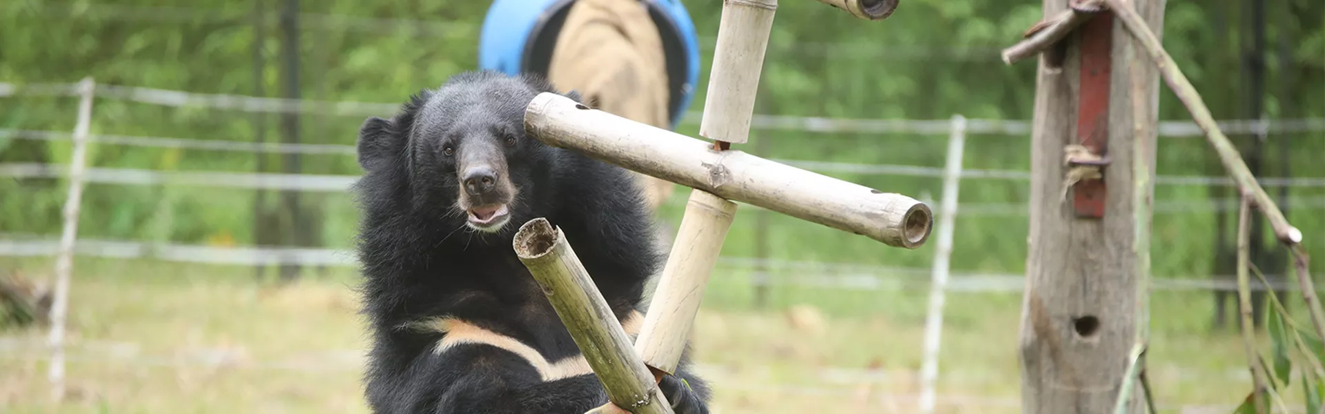 Moon bear playing with an enrichment item
