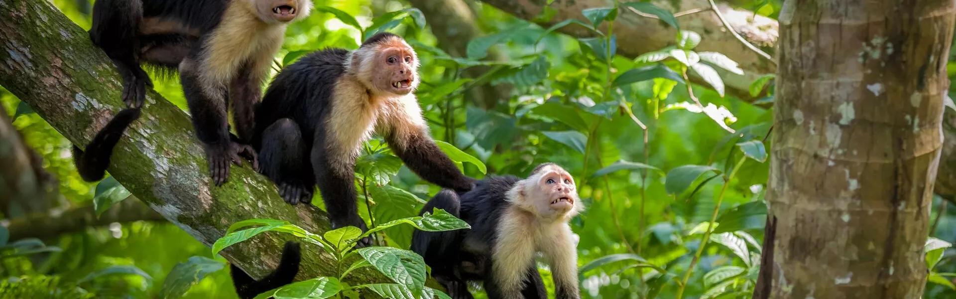 Three White Faced Capuchin Monkey Baby In Tree Tops