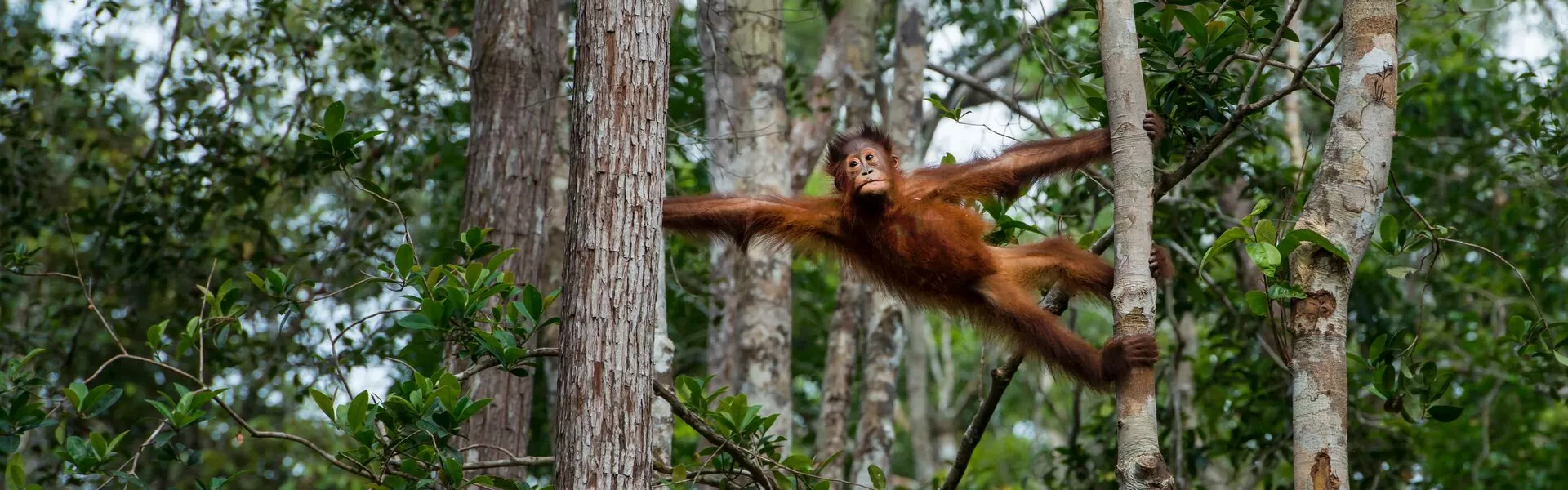 Orangutan hanging between two trees