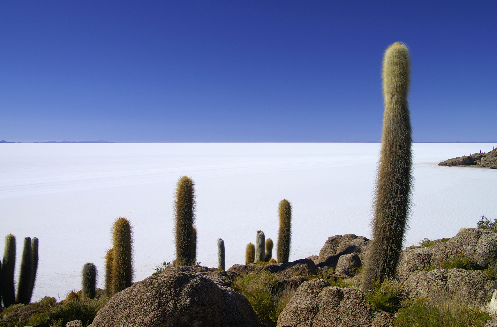 A group of cactus plants in the desert