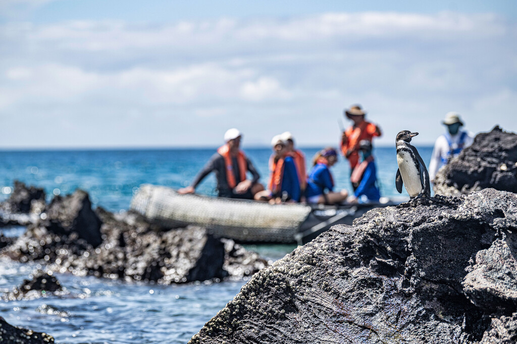 Penguin being viewed by people on a zodiac