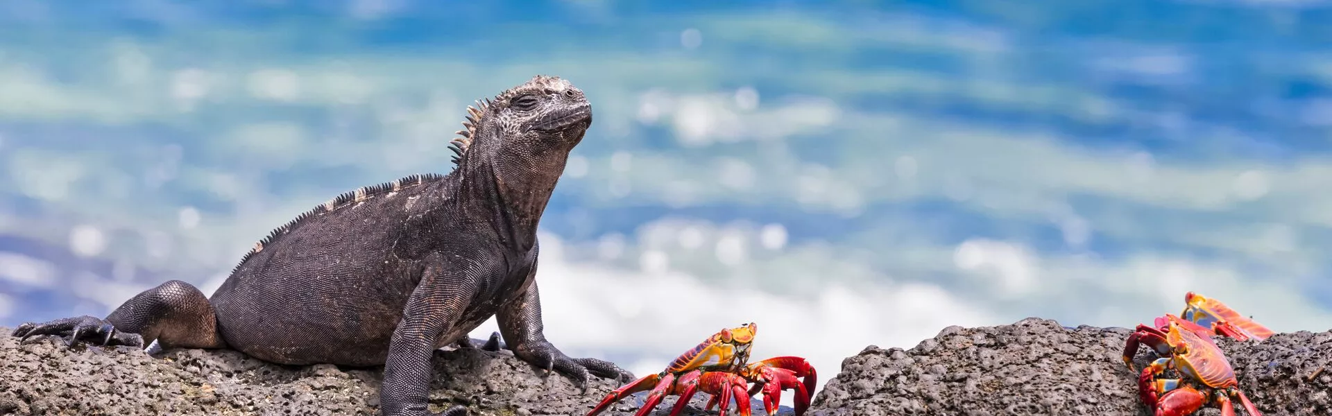 Marine Iguana, Amblyrhynchus Cristatus, And Red Rock Crabs