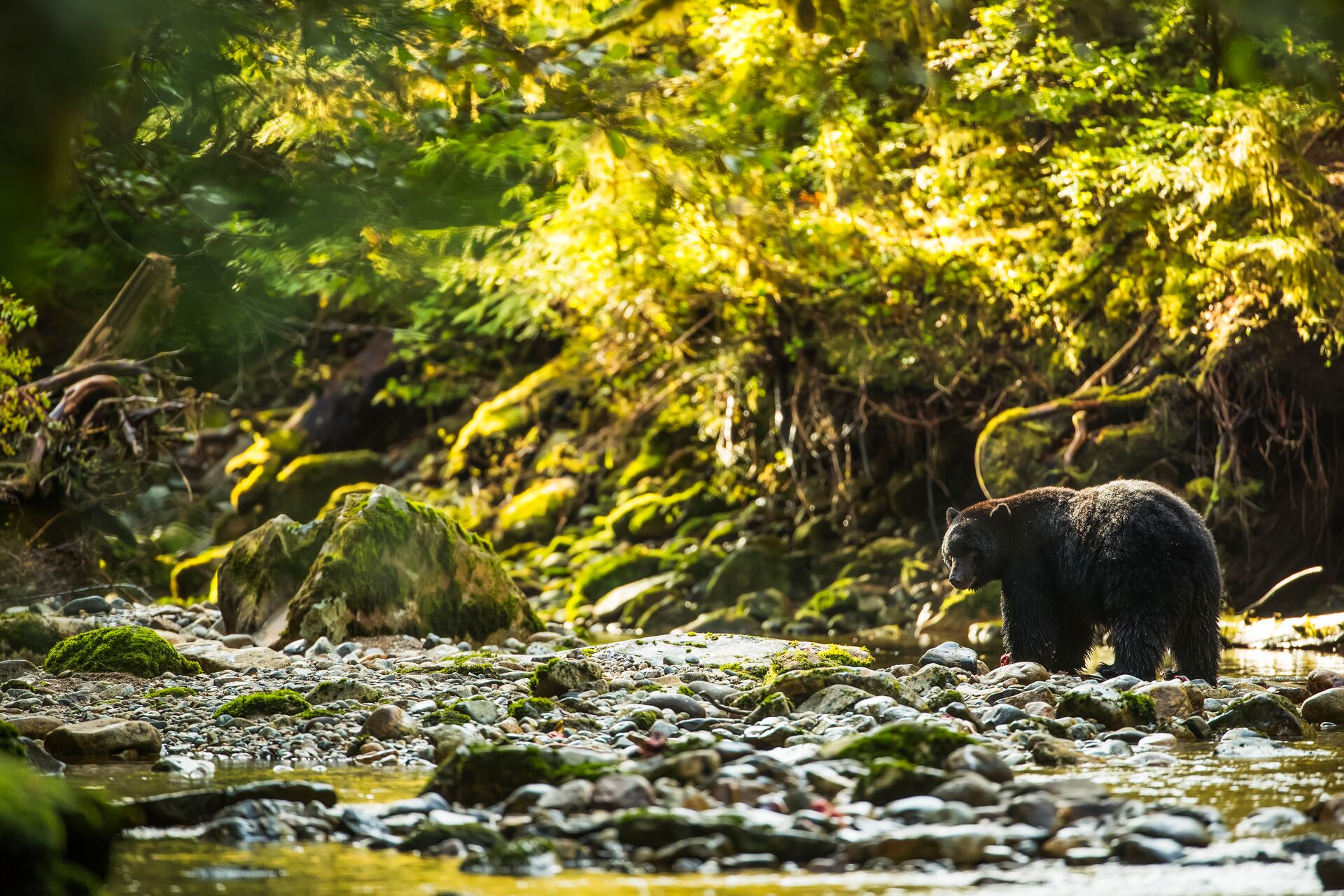 Black Bear (Ursus Americanus) Fishing In A River