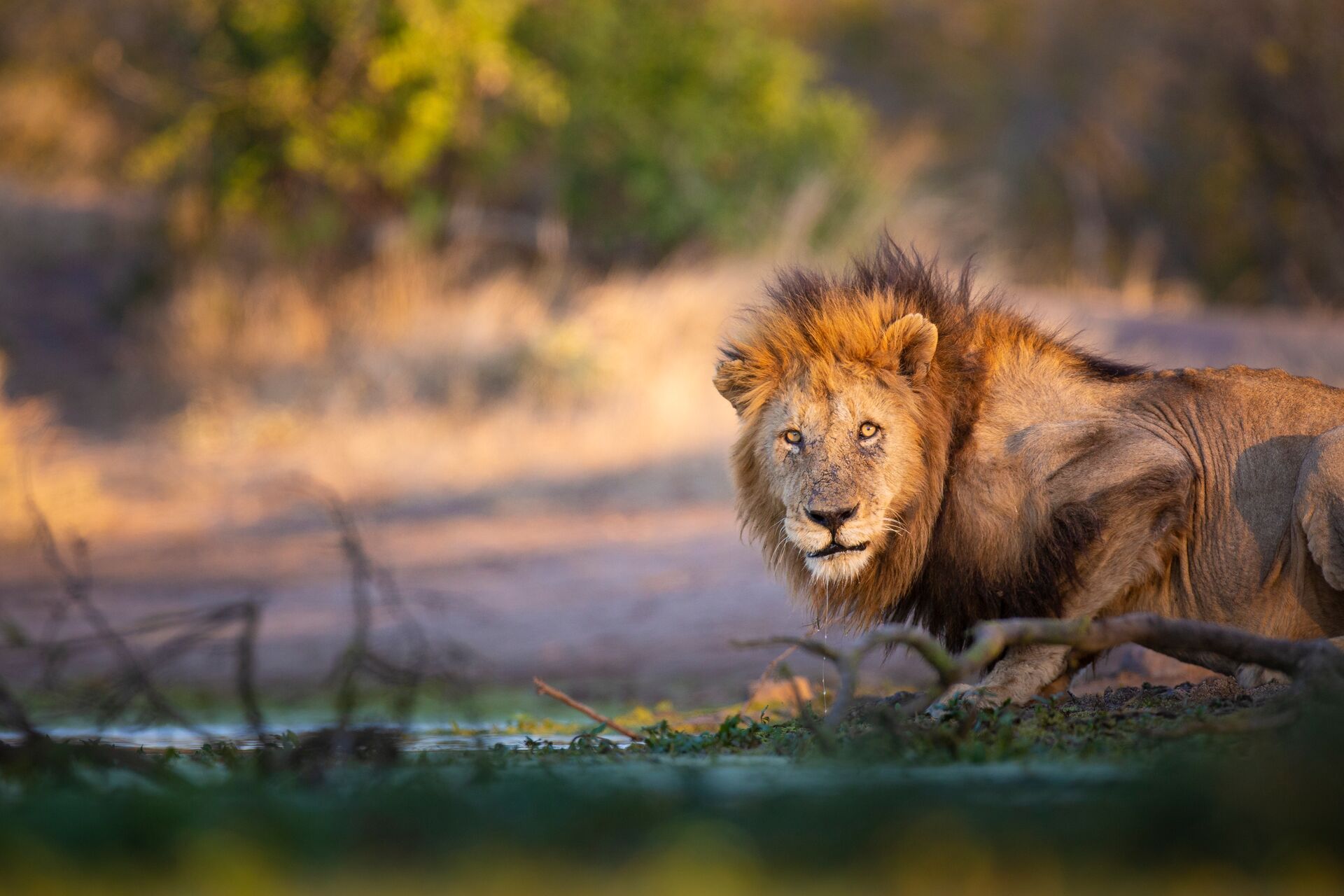 Lion resting by water