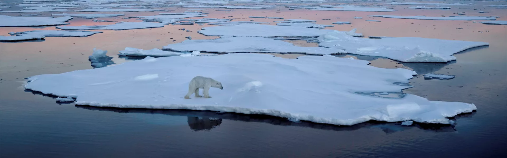 Polar Bear On The Pack Ice In The Arctic Ocean