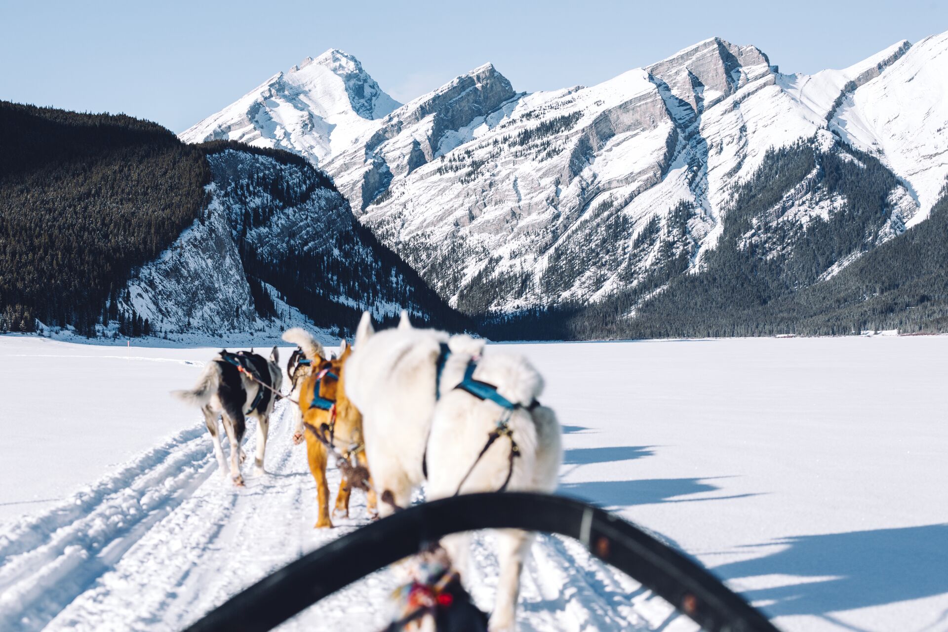 Perspective from a dog sled being pulled by dogs in a snowy landscape