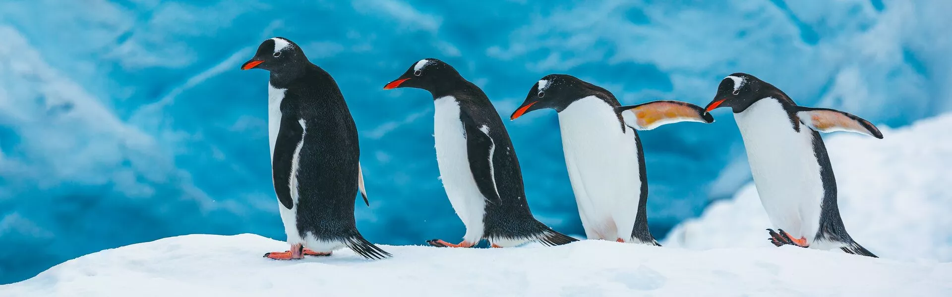 Four Gentoo Penguins Walk Along A Snow Bank