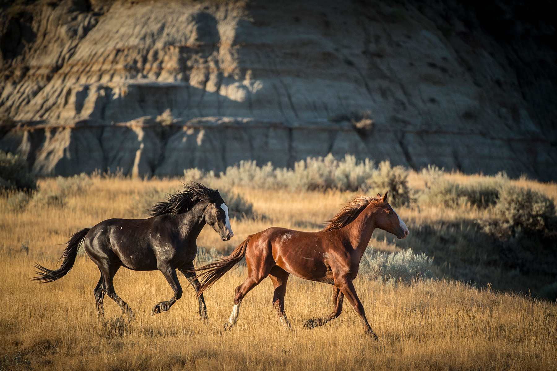 Wild Horses Running