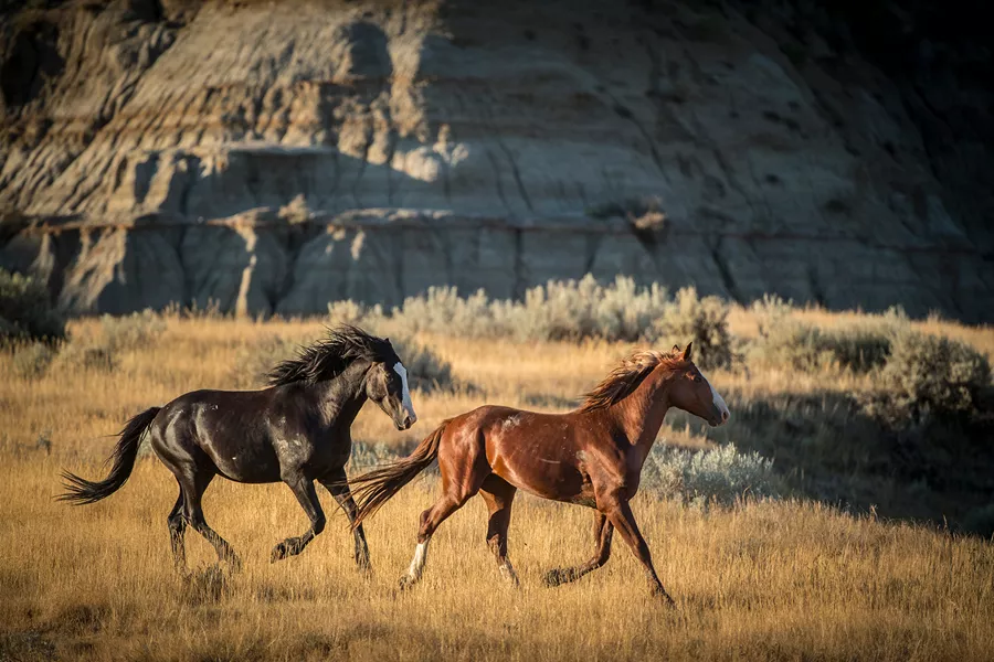 Wild Horses Running