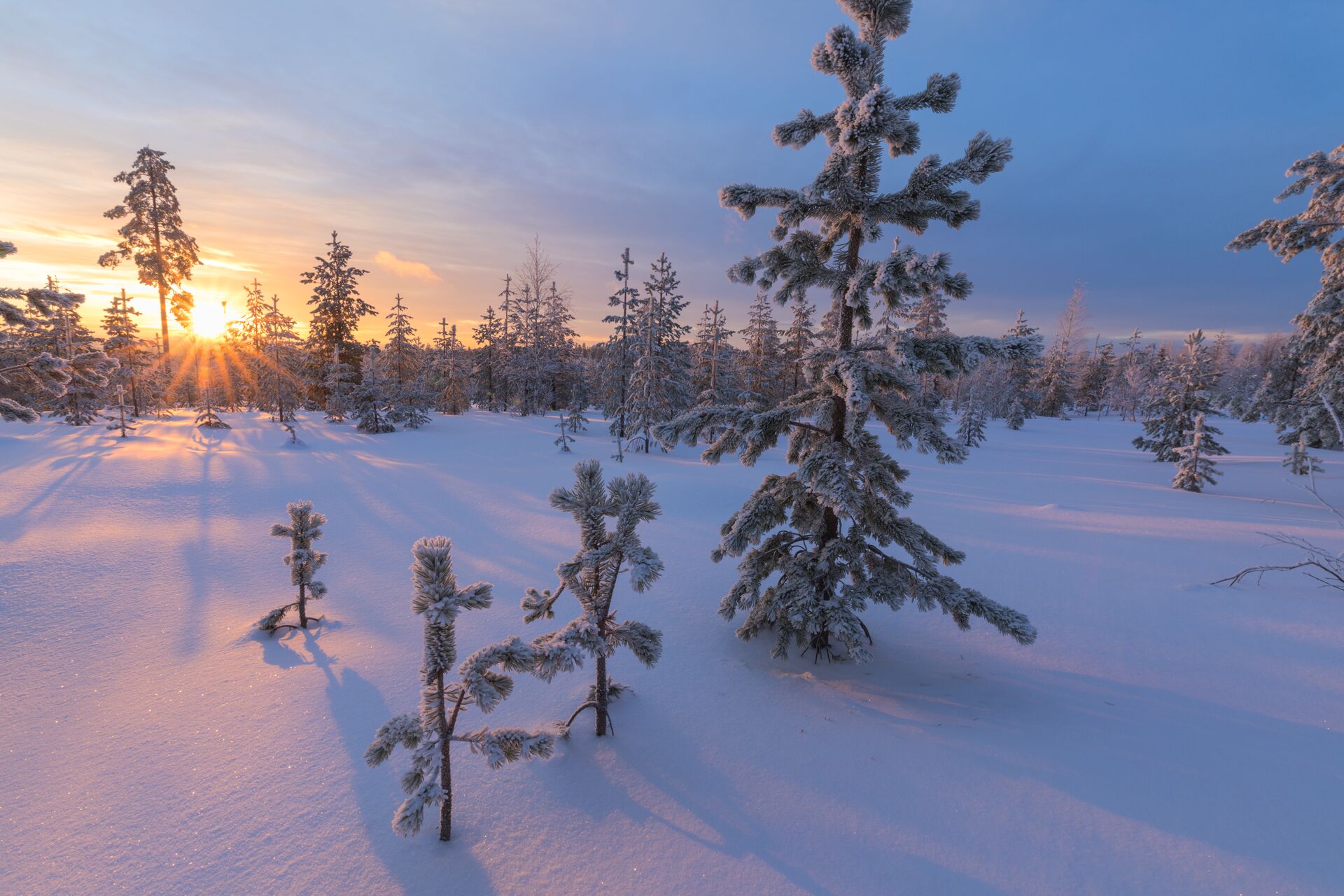 Arctic Sunset in a wintery forest