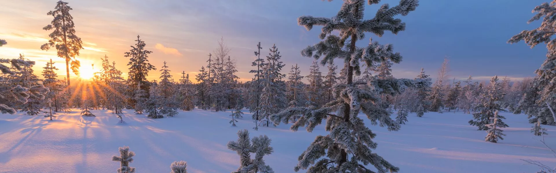 Arctic Sunset in a wintery forest