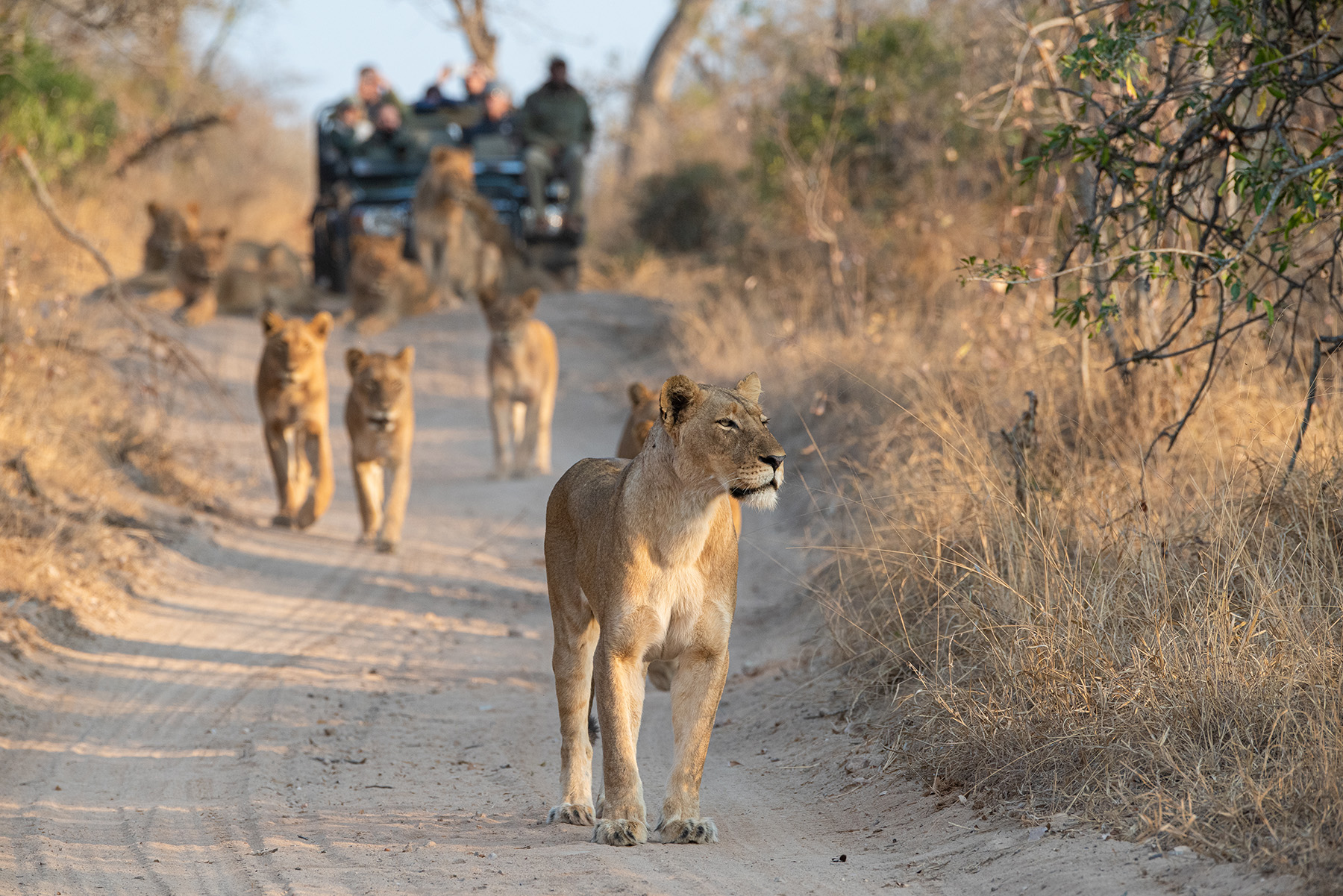 South Africa Kruger National Park Lions In Front Of A Safari Vehicle