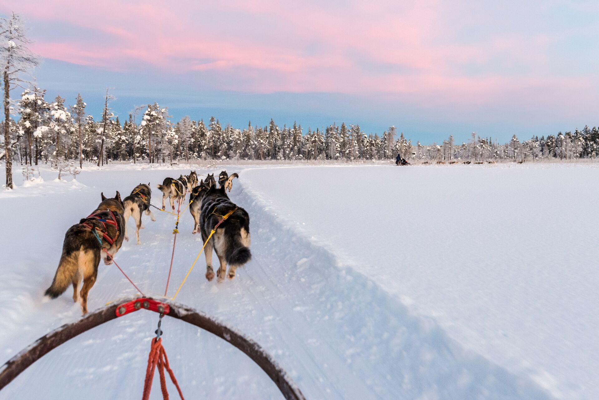 Dog Sledding With Huskies In Beautiful Sunrise