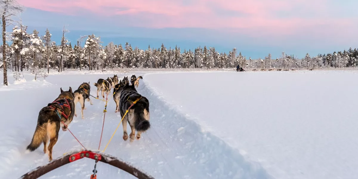 Dog Sledding With Huskies In Beautiful Sunrise