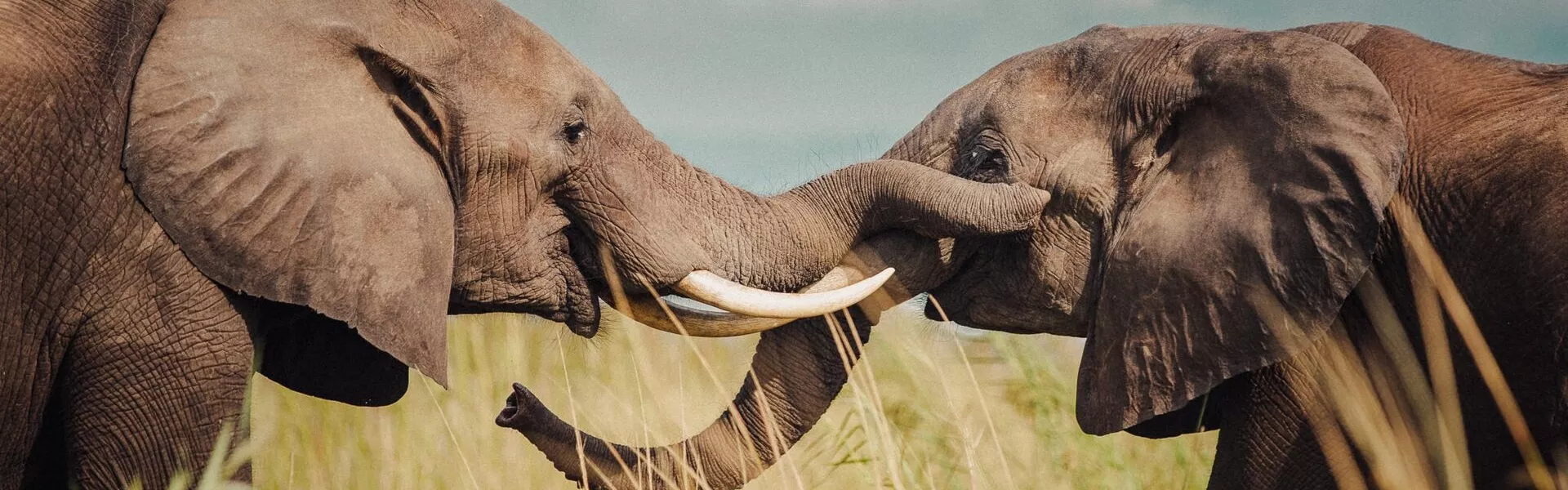 Side View Of Elephants Standing On Grassy Land Against Sky