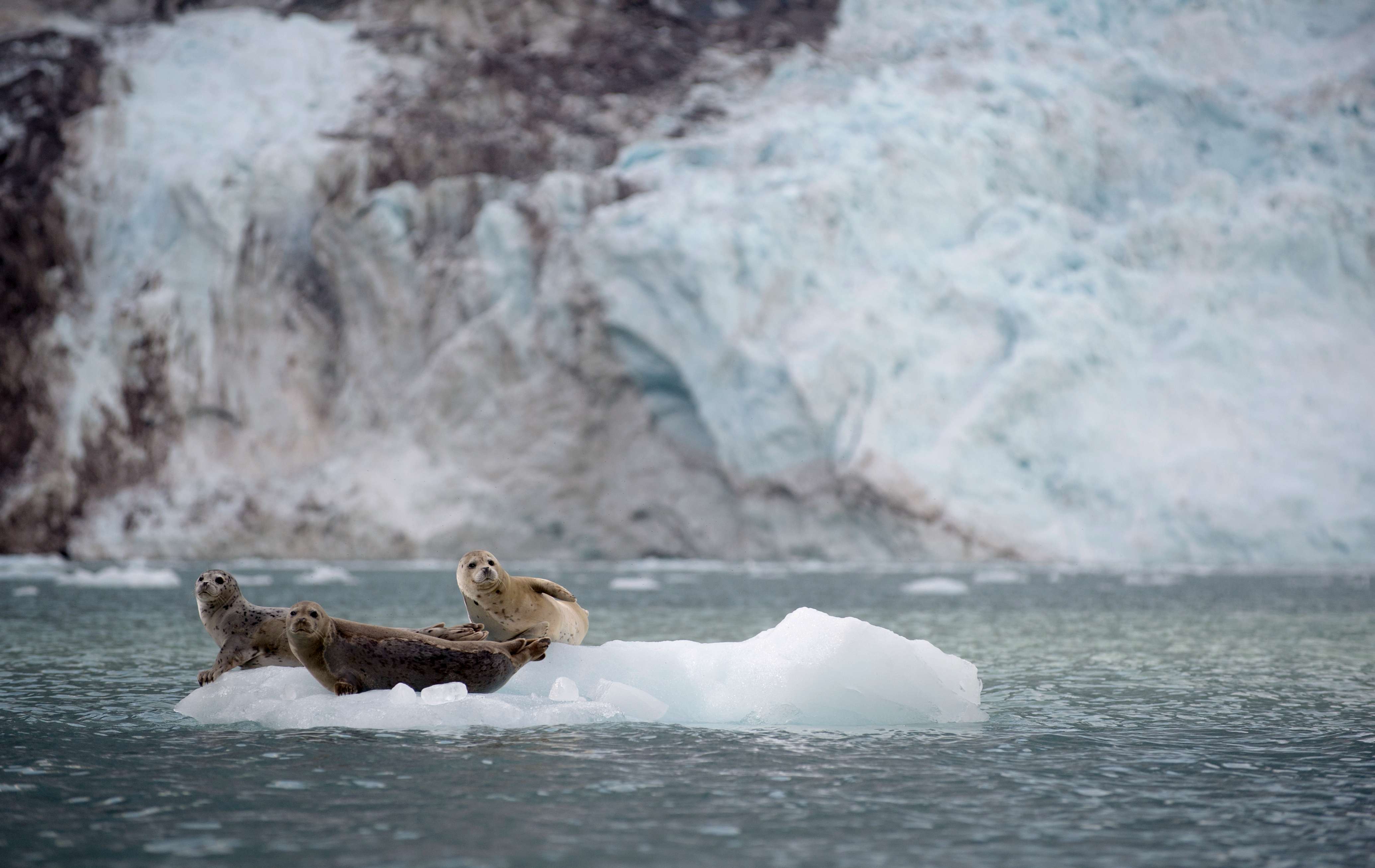 Three seals sitting on floating ice in Alaska