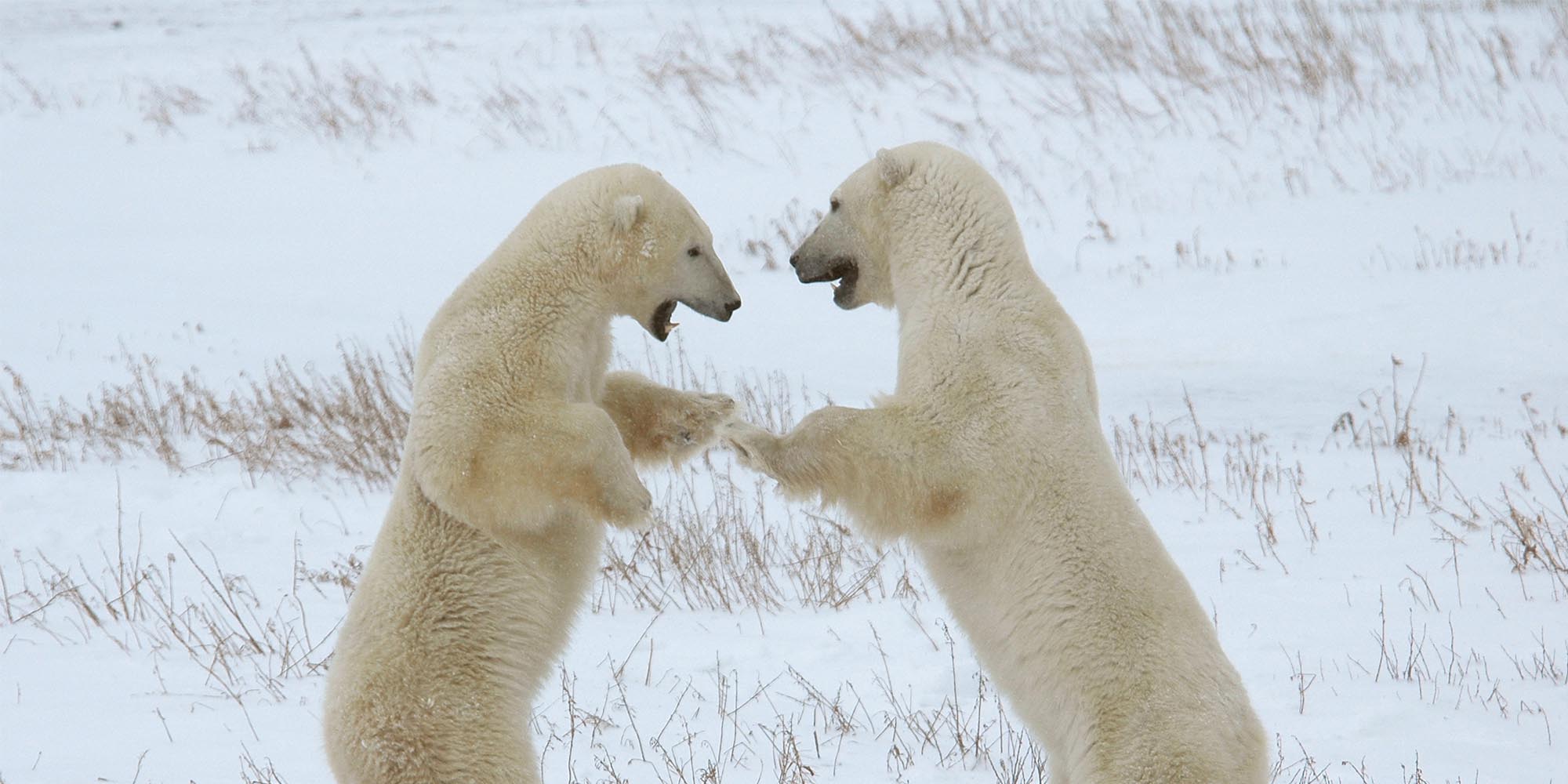 Two polar bears fighting