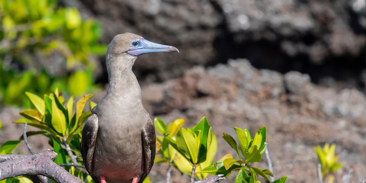 Red Footed Booby Perching