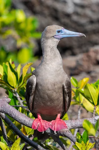 Red Footed Booby Perching