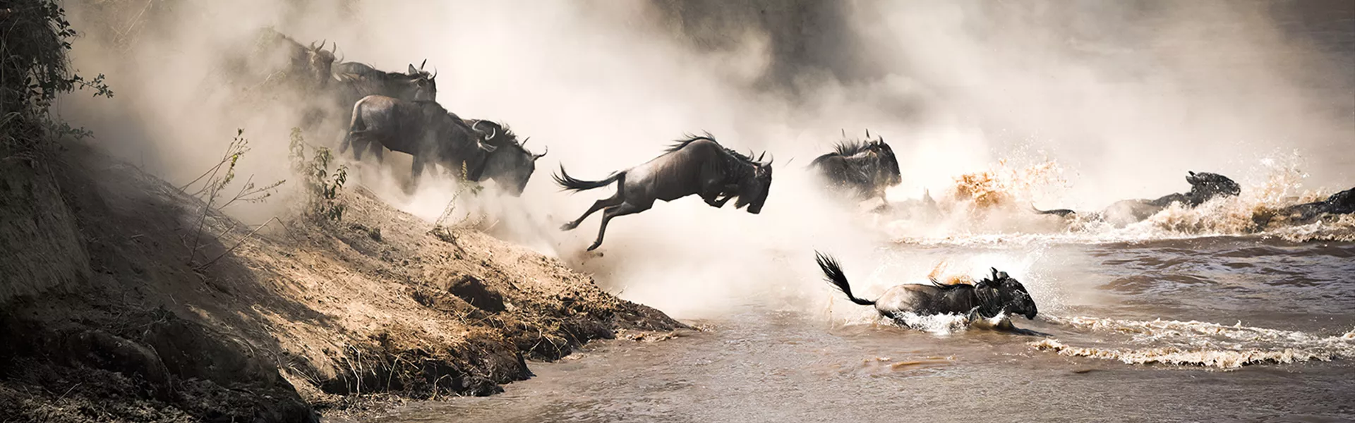Wildebeest Leap Of Faith Into The Mara River