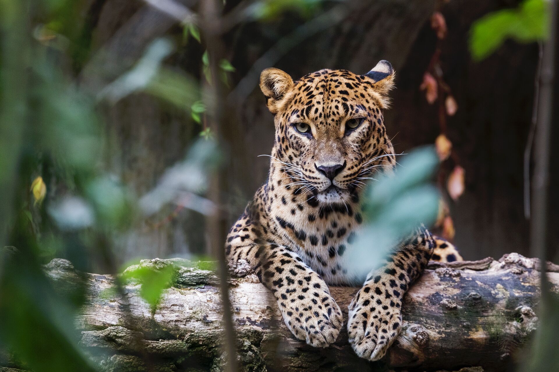Sri Lanka Ceylon Leopard Lying On A Wooden Log