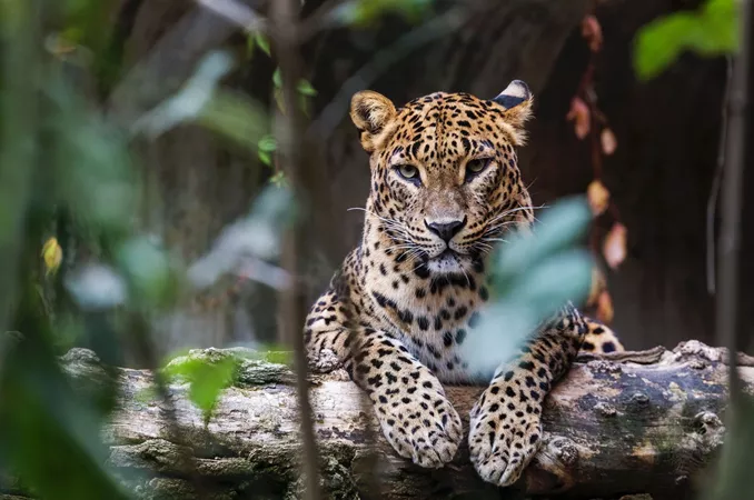 Sri Lanka Ceylon Leopard Lying On A Wooden Log