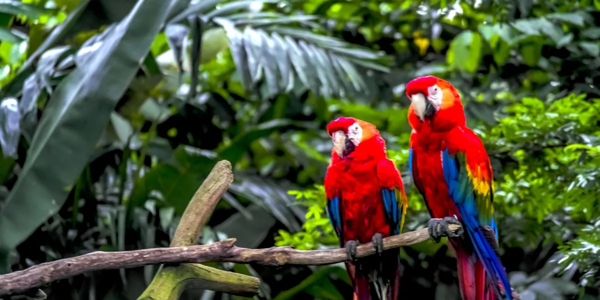 Macaw Parrots on a branch