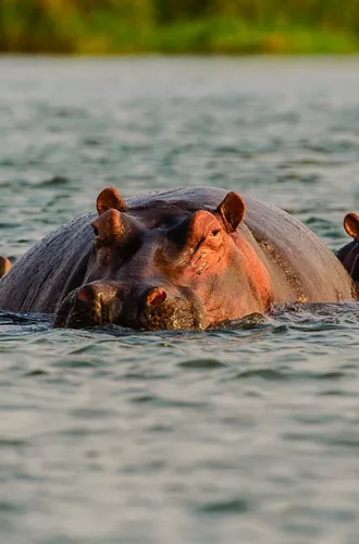 Zambia Zambezi River Hippos